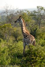 Giraffe (64 von 94).jpg